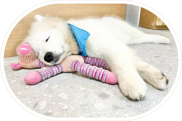 眠るサモエド