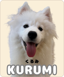 KURUMI