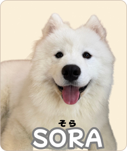 SORA