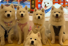 チェキ撮影