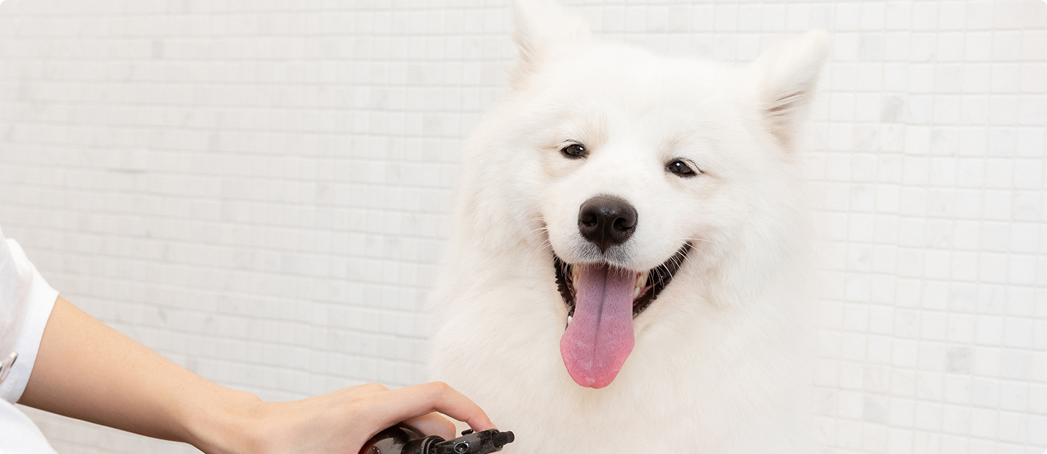 お問い合わせ_Samoyed Cafe fufu